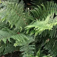 Arborix 6 x Polystichum Setiferum 'Dahlem' - Schildvaren pot 9x9cm - Wintergroene varen