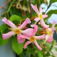 Arborix Trachelospermum jasminoides ‘Pink Showers’ – Toscaanse Sterjasmijn 50-60 cm in pot - Zoetgeurende Schoonheid met Zachtroze Bloesems