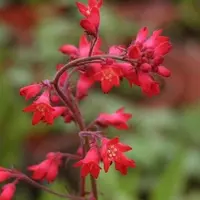 Arborix 6 x Heuchera Brizoides 'Pluie De Feu' - Purperklokje pot 9x9cm, kleurrijk en winterhard