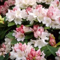 Arborix Rhododendron 'Dreamland' - Rhododendron 30-40 cm pot