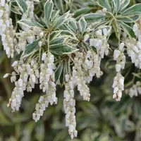 Arborix Pieris Japonica 'White Rim' (= 'Variegata') - Rotsheide;Lavendelheide 20-30 cm pot