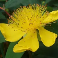 Arborix 6 x Hypericum Calycinum - Hertshooi Pot 9x9 cm - Geelbloeiende Struik