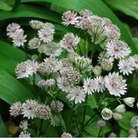 Arborix 6 x Astrantia Major 'Alba '- Zeeuws Knoopje pot 9x9cm