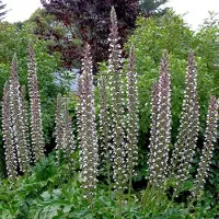 Arborix 6 x Acanthus Mollis - Berkelauw pot 9x9 cm