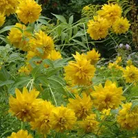 Arborix 6 x Rudbeckia Laciniata 'Goldquelle' - Zonnehoed - Pot 9x9 cm: Dubbele gele bloemen, laatbloeiend