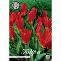 Sam van Schooten Scarlet Baby Kaufmannia Tulpenbollen 10 stuks Bolmaat 12+