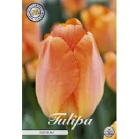 Sam van Schooten Daydream Darwin Hybride Tulpen bollen 10 stuks Bolmaat 12+