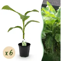 Green Boutiq - Fruitplant - Bananen plant - Musa Basjoo - Winterhard - 6 planten - Pot 17cm Hoogte 40cm