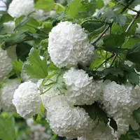 Arborix Viburnum Opulus - Gelderse roos 40-60 cm in pot