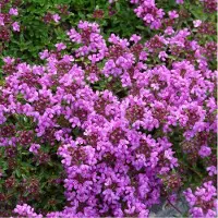 Arborix 6 x Thymus Praecox 'Purple Beauty' - Tijm pot 9x9cm