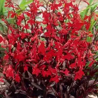 Arborix 6 x Lobelia 'Queen Victoria' - Prachtlobelia Pot 9x9 cm - Roodbladige Waterplant