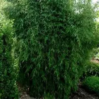 Arborix Fargesia Nitida 'Great Wall' - Japanse Bamboe 60-80cm in Pot - Groenblijvende Bamboe voor Privacy