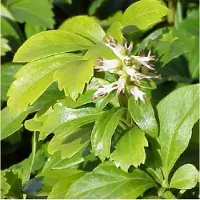 Arborix 6 x Pachysandra terminalis - Pachysandra pot 9x9cm