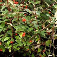 Arborix COTONEASTER FRANCHETII - Dwergmispel 60-80 cm in pot