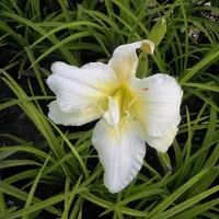 Arborix 6 x Hemerocallis 'Gentle Shepherd' - Daglelie pot 9x9cm