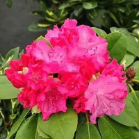 Arborix Rhododendron 'Germania' - 40-50 cm in pot: Grote, roze bloemen met een weelderige uitstraling.