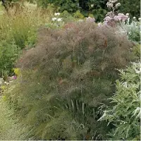 Arborix 6 x Foeniculum Vulgare 'Giant Bronze' - Venkel pot 9x9cm - Bronskleurig gebladerte, eetbare zaden