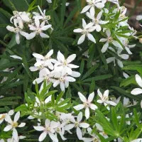 Arborix Choisya tern. 'White Dazzler' 40-50cm - Mexicaanse oranjebloesem, prachtige plant voor huis en tuin