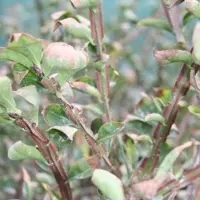 Arborix Euonymus Alatus - Kardinaalsmuts 40-60 cm pot