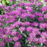 Arborix 6 x Monarda 'Praerienacht' - Bergamotplant pot 9x9cm