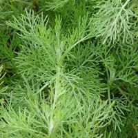 Arborix 6 x Artemisia abrotanum - Citroenkruid Pot 9x9 cm - Aromatisch Grijs Blad