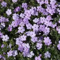 Arborix 6 x Phlox 'Lilac Cloud' - Vlambloem pot 9x9cm