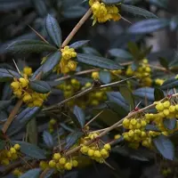 Arborix Berberis Julianae - Zuurbes 30 - 40 cm in pot