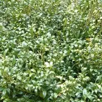 Arborix Sarcococca Hookeriana - Vleesbes 20-25 cm in pot