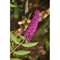 Arborix Buddleja Davidii 'Royal Red' - Vlinderstruik - 40-60 cm in pot: Struik met dieprode bloempluimen, lokt veel vlinders.