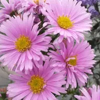 Arborix 6 x Aster Novi Belgii 'Sarah Ballard' - Herfstaster pot 9x9 cm