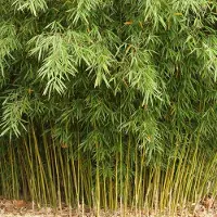 Arborix Fargesia robusta 'Formidable' 40-50cm - Sterke en sierlijke bamboeplant