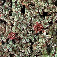Arborix 6 x Sedum Spurium 'Variegatum' - Vetkruid pot 9x9cm