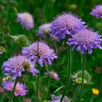 Arborix 6 x Knautia Arvensis - Beemdkroon pot 9x9cm - Aantrekkelijk voor Vlinders