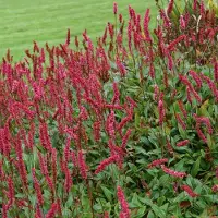 Arborix 6 x Persicaria Affinis 'Superba' - Duizendknoop in 9x9cm Pot: Veelzijdige, Winterharde Bodembedekker uit de Himalaya