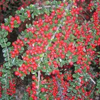 Arborix Cotoneaster horizontalis - Dwergmispel 20-25 cm in pot