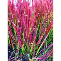 GRDplanten 6x Japans Bloedgras - Imperata cylindrica 'Red Baron'