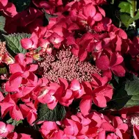 Arborix Hydrangea Macrophylla 'Kardinal' -Hortensia 25-30 cm in pot