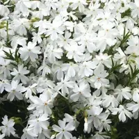 Arborix 6 x Phlox 'White Admiral' - Vlambloem Pot 9x9 cm - Witbloeiende Vaste Plant
