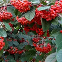 Arborix Cotoneaster Lacteus - Dwergmispel 40-60 cm in pot