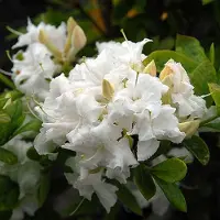 Arborix Azalea Knaphill Wit - Azalea 40-50 cm in pot
