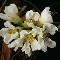 Arborix Chaenomeles Speciosa 'Nivalis' - Dwergkwee - 30-40 cm in pot: Struik met helderwitte bloemen in het voorjaar en geel fruit in het najaar.