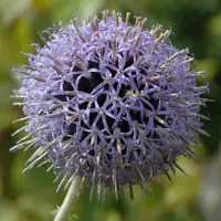 Arborix 6 x Echinops Bannaticus 'Taplow Blue' - Kogeldistel pot 9x9cm