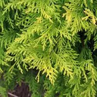 Arborix Thuja Orientalis 'Aurea Nana' - Levensboom 25-30 cm pot