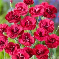 Arborix 6x Dianthus plumarius 'Munot' Pot 9x9cm - Prachtige bloemen voor in de tuin