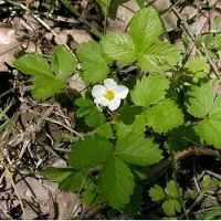 Arborix 6 x Fragaria Vesca - Bosaardbei pot 9x9cm