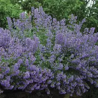 Arborix 6 x Nepeta Faassenii 'Walker's Low' - Kattekruid pot 9x9cm