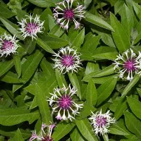 Arborix 6 x Centaurea Montana 'Coerulea' - Bergkorenbloem pot 9x9cm