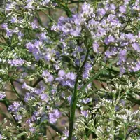 Arborix 6 x Limonium Latifolium - Lamsoor pot 9x9cm