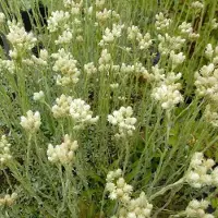 Arborix 6 x Antennaria Dioica Borealis - Rozenkransje Pot 9x9 cm - Witte Kussenvormige Plant