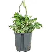Fleurdirect Hydroplant Dracaena Godseffiana Florida Beauty